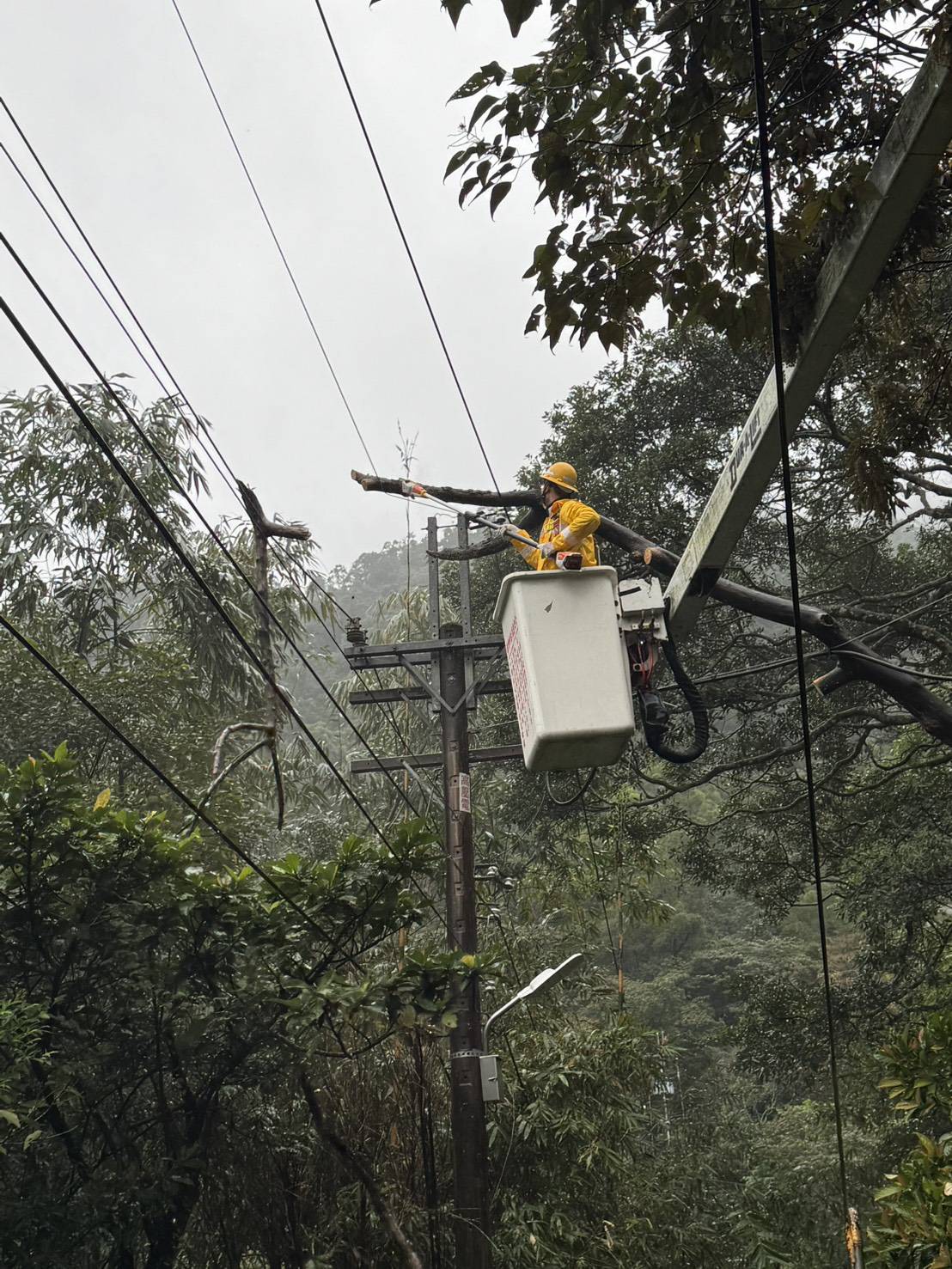 北南區處同仁執行樹木修剪作業，為降低線路停電事故