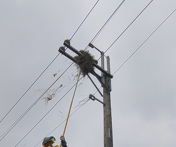 ”鄰近配電設備線路鳥巢摘除”