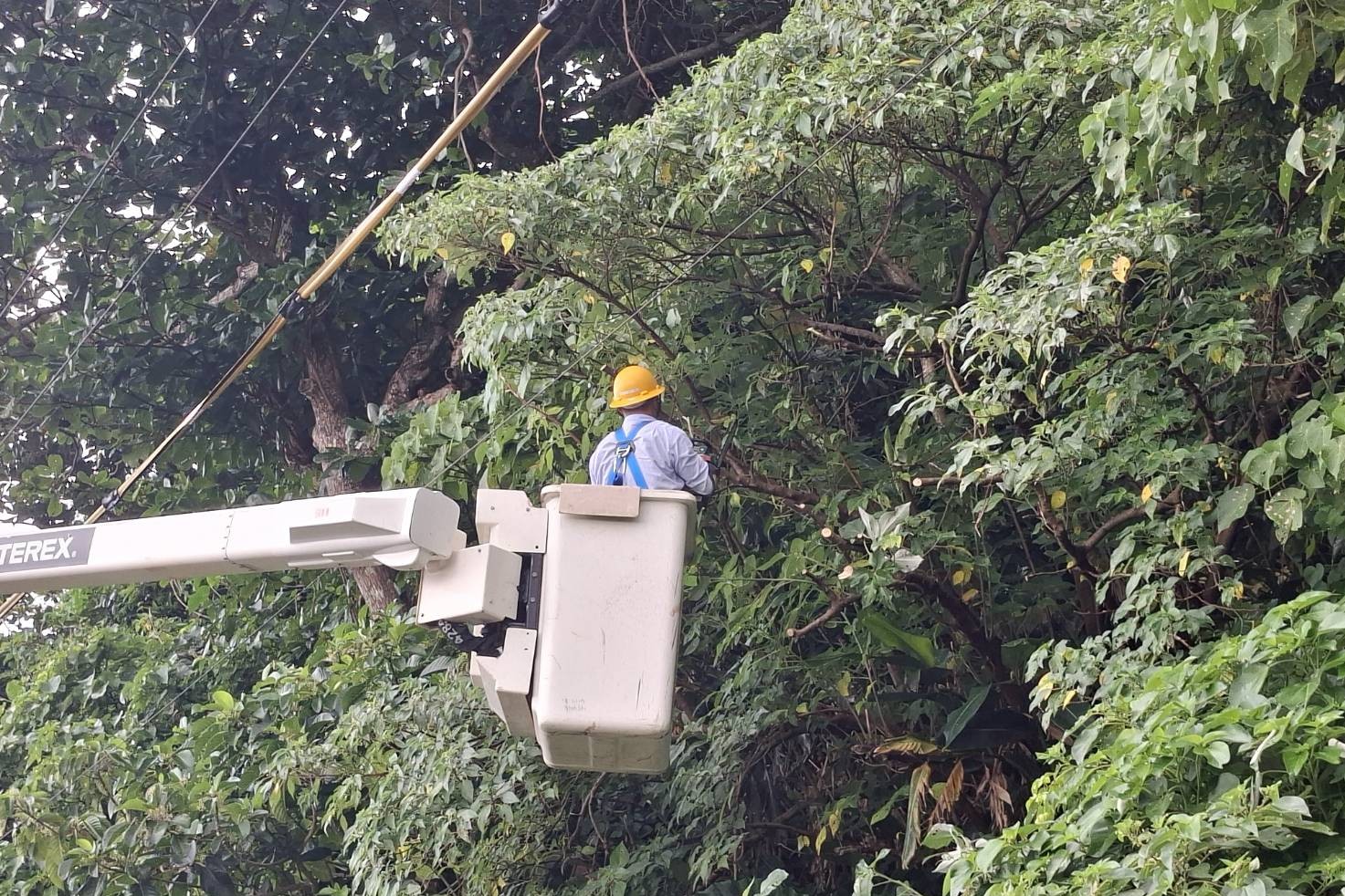 圖說:台電台東區處提前完成樹木修剪，避免樹木倒塌影響用電安全。