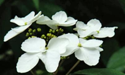華八仙