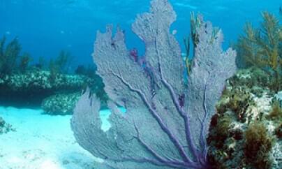 柳珊瑚（海扇、海鞭）